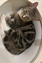 Lost Male Cat last seen Longleaf grove ln, Fulshear, TX 77441