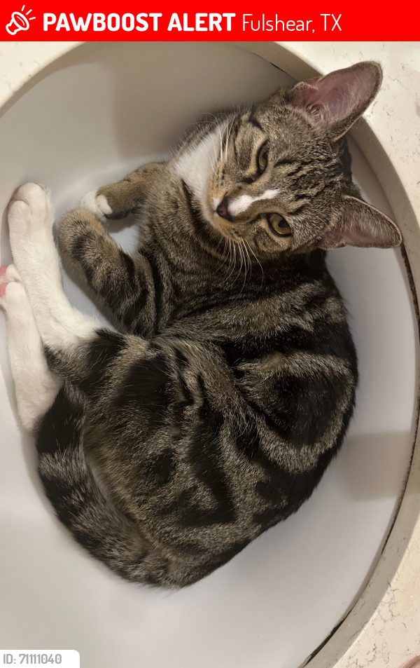 Lost Male Cat last seen Longleaf grove ln, Fulshear, TX 77441
