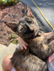 Lost Female Cat last seen Stoneys place and Maxwell hall drive , Charles County, MD 20637