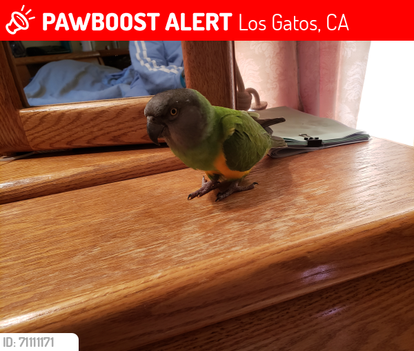 Lost Female Bird last seen Mattson Ave los gatos, Los Gatos, CA 95032