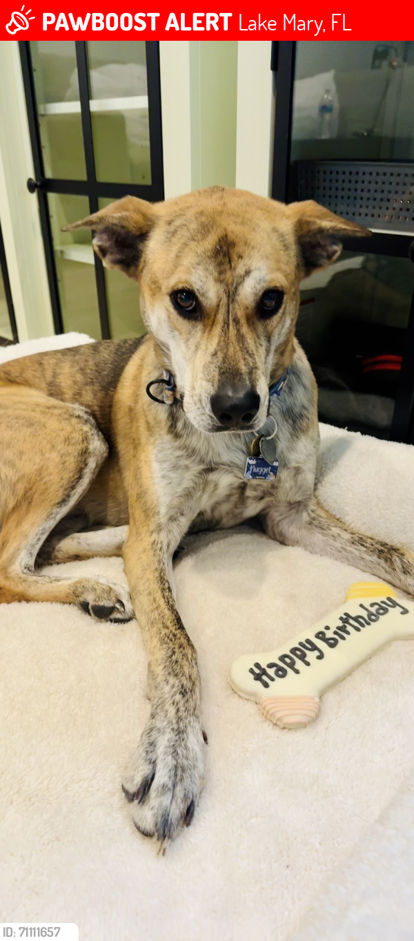 Lost Male Dog last seen Markham Rd and Sandy Ln, Lake Mary, FL 32746