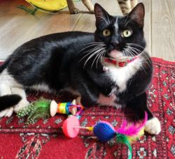 Lost Female Cat last seen Rooitou and Without Streets, Roodepoort, GP 1709