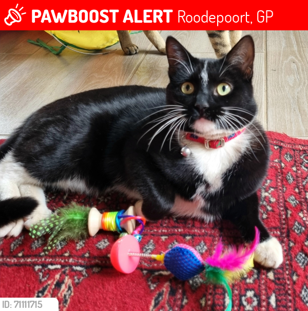 Lost Female Cat last seen Rooitou and Without Streets, Roodepoort, GP 1709