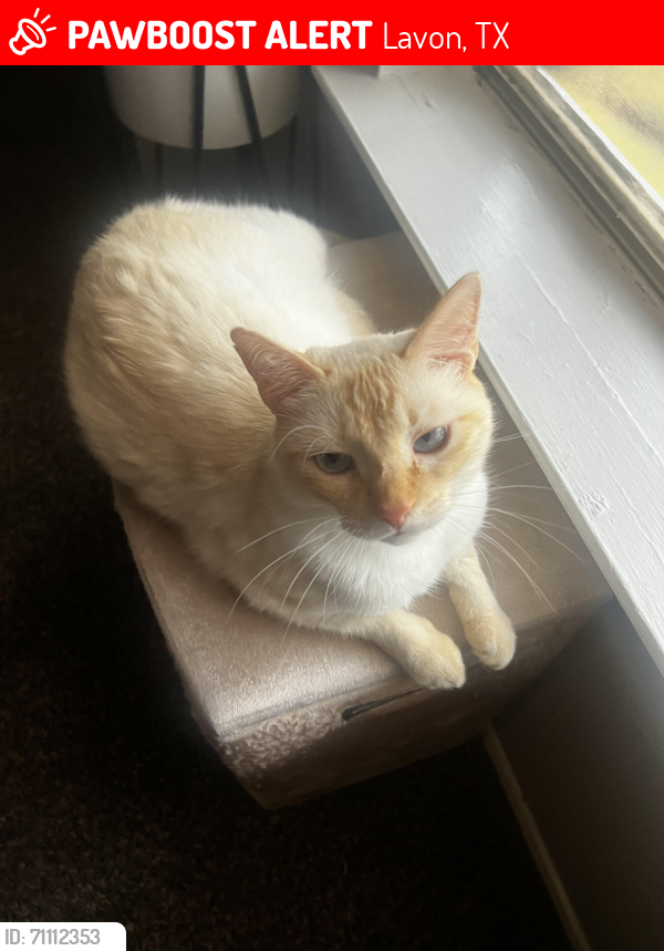 Lost Female Cat last seen Near brookview drive Lavon Tx, Lavon, TX 75166