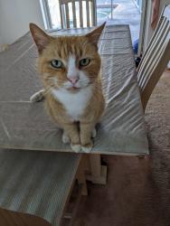 Lost Male Cat last seen W Finland Dr. and Fairhaven St., Deltona, FL 32725