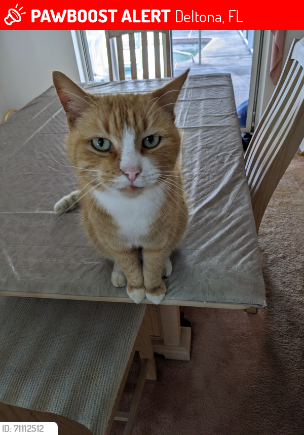 Lost Male Cat last seen W Finland Dr. and Fairhaven St., Deltona, FL 32725