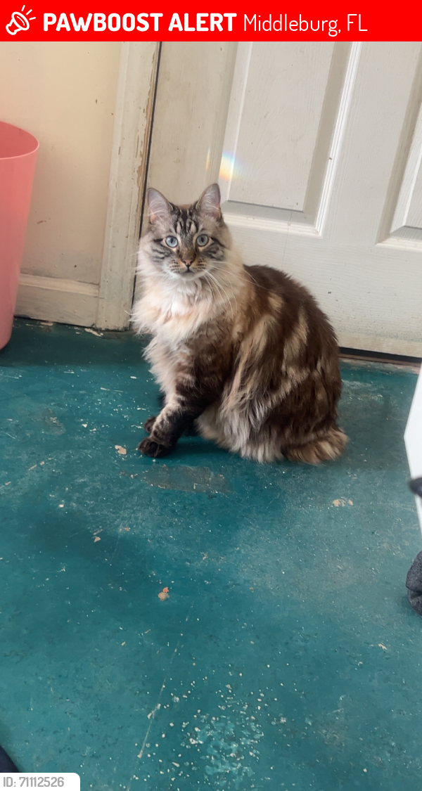 Lost Male Cat last seen Greenwood Dartmouth ditch area, Middleburg, FL 32068