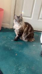 Lost Male Cat last seen Greenwood Dartmouth ditch area, Middleburg, FL 32068