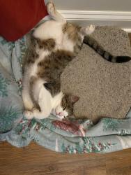 Lost Male Cat last seen Near Coltrane Mill Road , Archdale, NC 27263