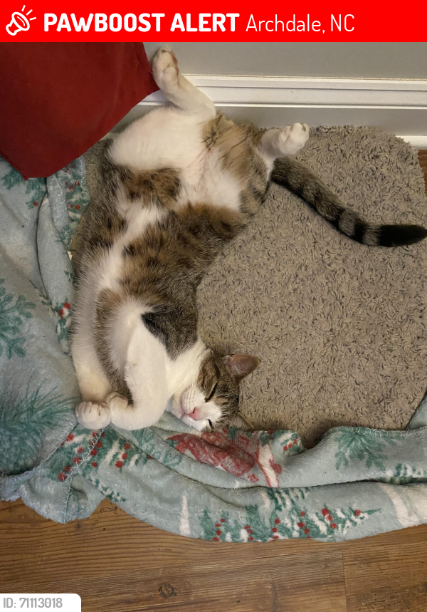 Lost Male Cat last seen Near Coltrane Mill Road , Archdale, NC 27263
