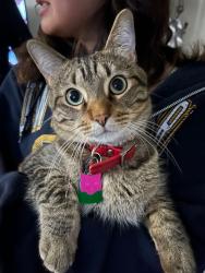 Lost Male Cat last seen W Lancaster Ave in Butler, WI, Butler, WI 53007