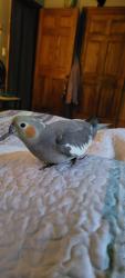 Lost Female Bird last seen Flew from Clover Hill Dr, towards Titusville and Red Oaks Mill rd, Red Oaks Mill, NY 12603