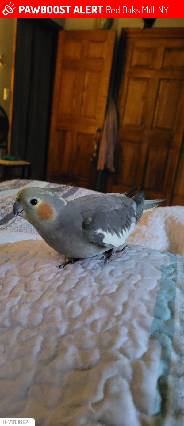 Lost Female Bird last seen Flew from Clover Hill Dr, towards Titusville and Red Oaks Mill rd, Red Oaks Mill, NY 12603