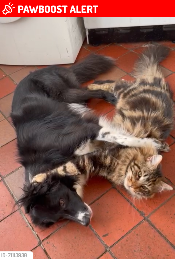 Lost Male Cat last seen Westland Road , Belfast, Northern Ireland BT14