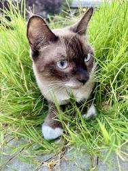 Lost Male Cat last seen West Ave k 8, Lancaster, CA 93536