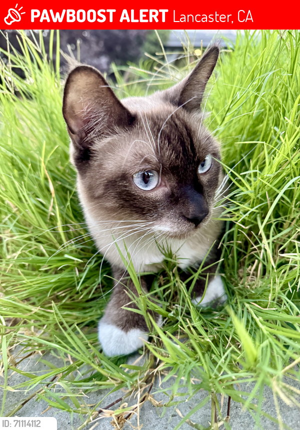 Lost Male Cat last seen West Ave k 8, Lancaster, CA 93536