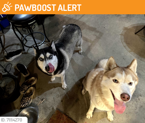 Found/Stray Male Dog last seen Banyan & Sapphire, Rancho Cucamonga, CA 91701