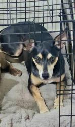 Lost Male Dog last seen Wolf Creek Subdivision, San Antonio, TX 78245