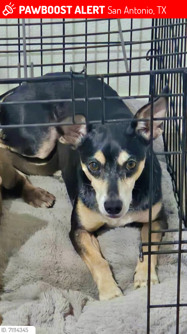 Lost Male Dog last seen Wolf Creek Subdivision, San Antonio, TX 78245