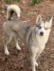 Lost Female Dog last seen Transformation Church RVA, Richmond, VA 23234