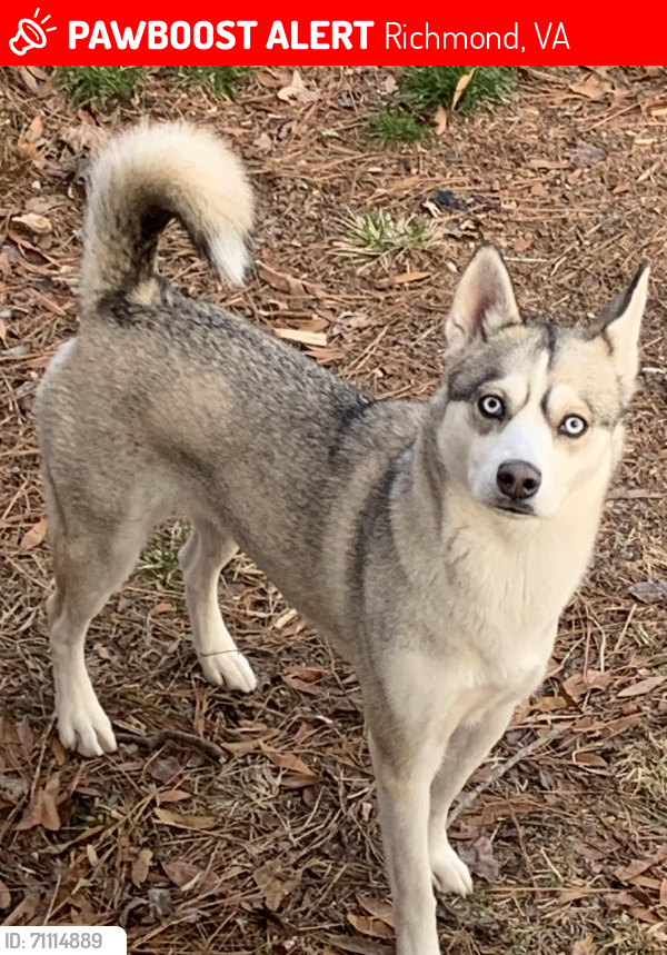 Lost Female Dog last seen Transformation Church RVA, Richmond, VA 23234
