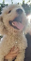 Lost Male Dog last seen Candice and Hadar, Parlier, CA 93648