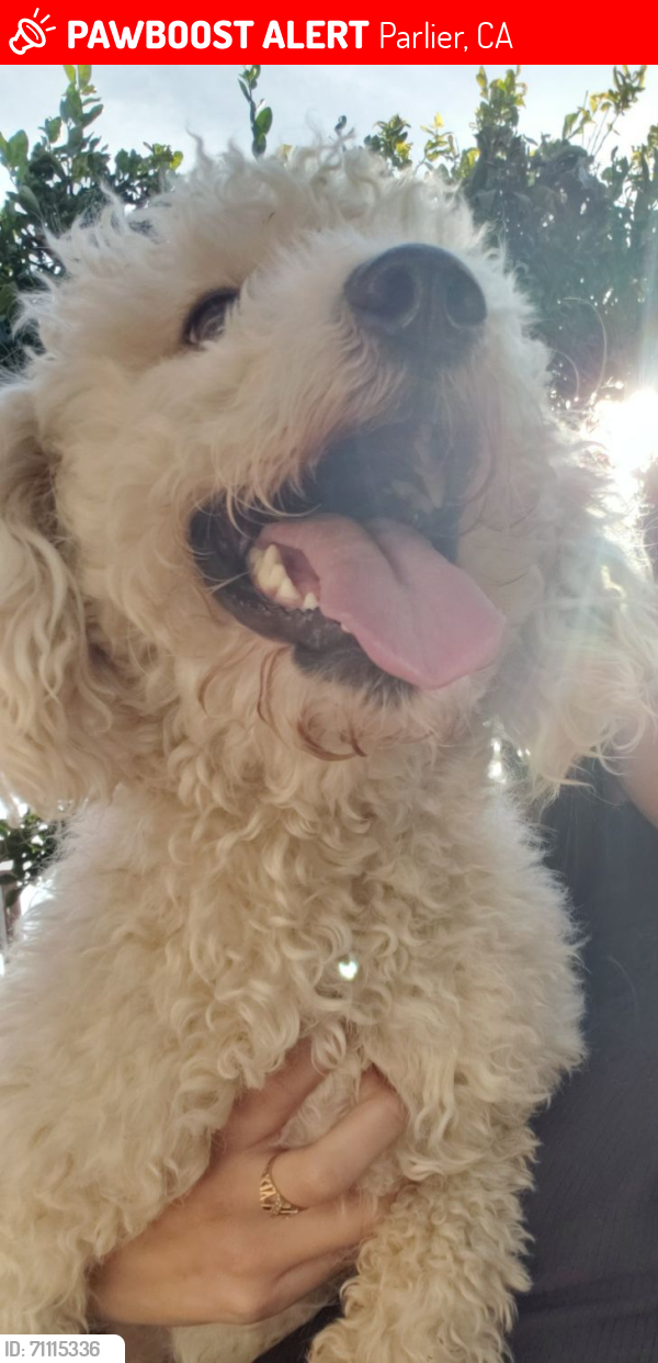 Lost Male Dog last seen Candice and Hadar, Parlier, CA 93648
