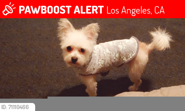 Lost Male Dog last seen Martin Luther King , Los Angeles, CA 90062