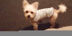 Lost Male Dog last seen Martin Luther King , Los Angeles, CA 90062