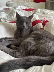 Lost Male Cat last seen albanvale, Albanvale, VIC 3021