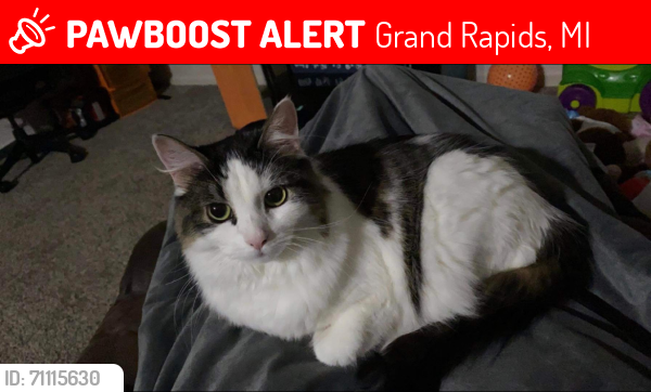 Lost Female Cat last seen 52nd street se grand rapids mi, Grand Rapids, MI 49548