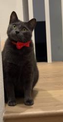 Lost Male Cat last seen Near Bonita Ct, Lemon Grove, CA 91945