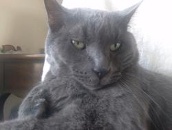 Lost Male Cat last seen TEPIC DR., WHITE CLIFFS ST., BELVIDERE ST., RESLER DR., El Paso, TX 79912