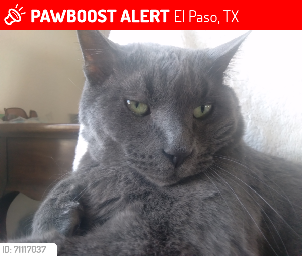 Lost Male Cat last seen TEPIC DR., WHITE CLIFFS ST., BELVIDERE ST., RESLER DR., El Paso, TX 79912