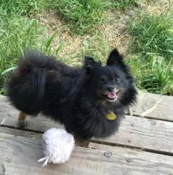 Lost Female Dog last seen Queen, Albany, OR 97322