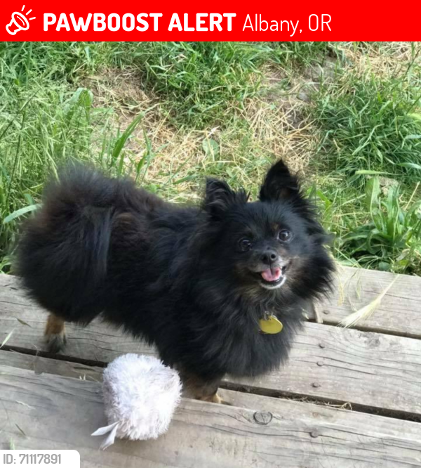 Lost Female Dog last seen Queen, Albany, OR 97322