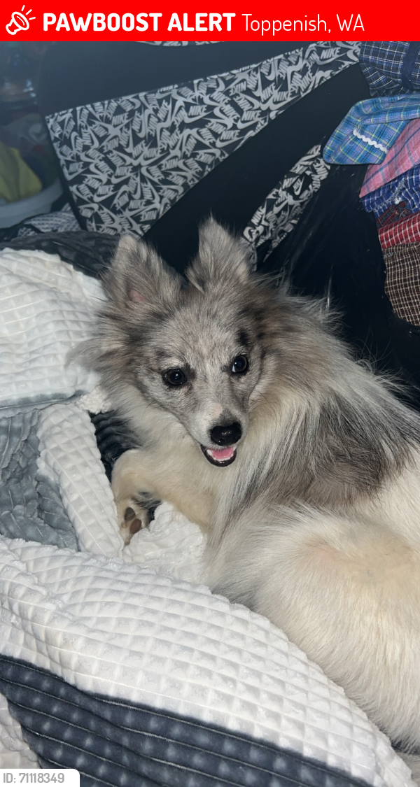 Lost Female Dog last seen Martín Road and Hwy 97 Toph, Toppenish, WA 98948