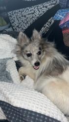Lost Female Dog last seen Martín Road and Hwy 97 Toph, Toppenish, WA 98948