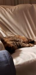 Lost Female Cat last seen Historical marker Norman's Crossing, Taylor, TX 76574