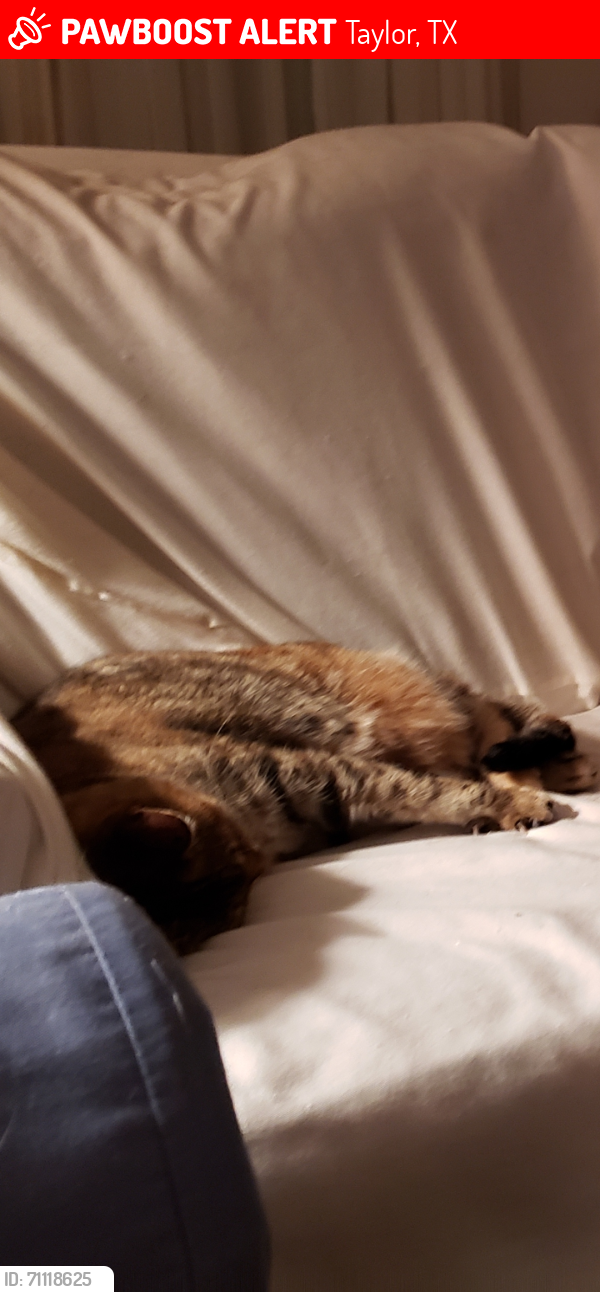 Lost Female Cat last seen Historical marker Norman's Crossing, Taylor, TX 76574