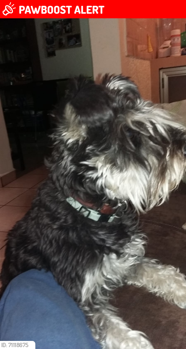 Lost Female Dog last seen Av. Ejército Mexicano, colonia reforma, Oaxaca de Juárez, Oax. 68050