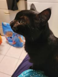 Lost Male Cat last seen 39th and Division Streets, Metairie, LA 70001