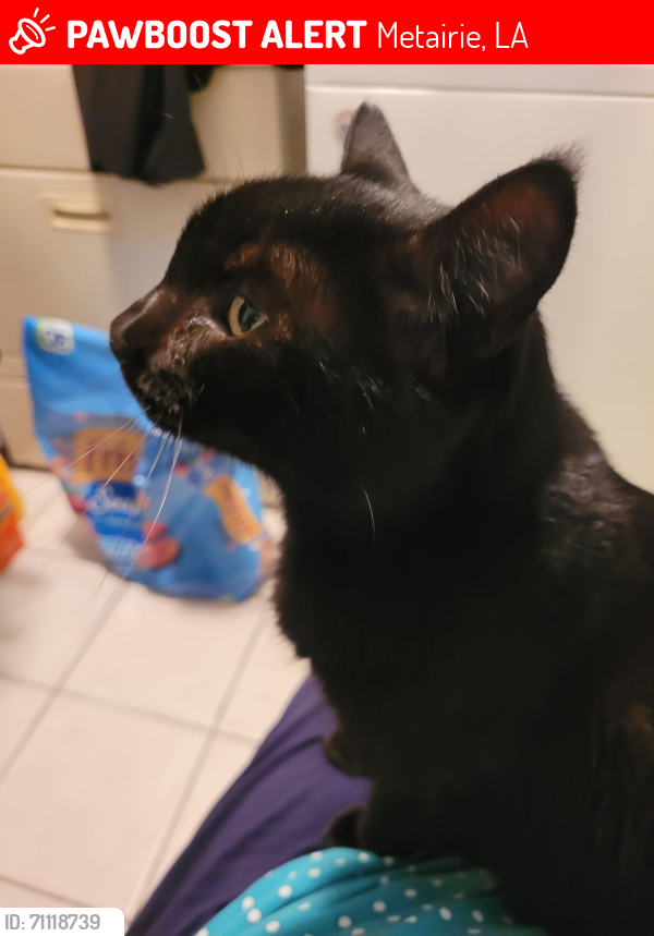 Lost Male Cat last seen 39th and Division Streets, Metairie, LA 70001