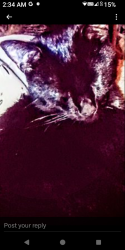 Lost Male Cat last seen Scandia Motel between Park St. & Hoffman, Woodland, WA 98674