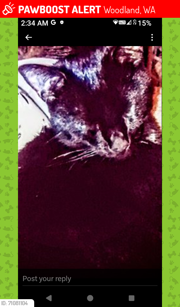 Lost Male Cat last seen Scandia Motel between Park St. & Hoffman, Woodland, WA 98674