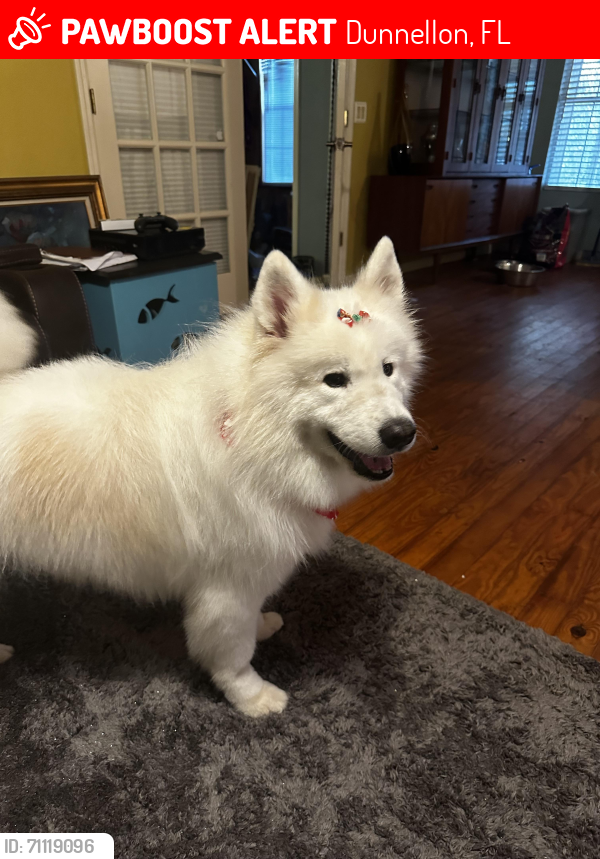 Lost Female Dog last seen Florida Highlands SW 100th Ave and SW 158th Pl Dunnellon near the fire station, Dunnellon, FL 34432