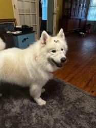 Lost Female Dog last seen Florida Highlands SW 100th Ave and SW 158th Pl Dunnellon near the fire station , Dunnellon, FL 34432