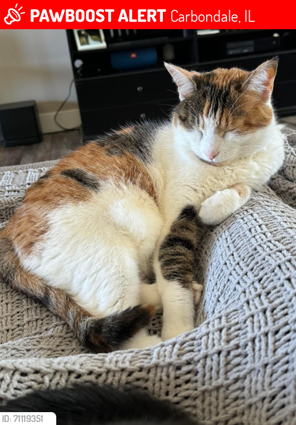 Lost Female Cat last seen Sycamore Rd and Burghof St, Carbondale, IL 62901