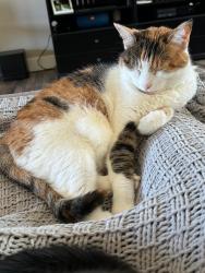 Lost Female Cat last seen Sycamore Rd and Burghof St, Carbondale, IL 62901