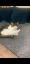 Lost Male Cat last seen Route 691, Meriden, CT 06450